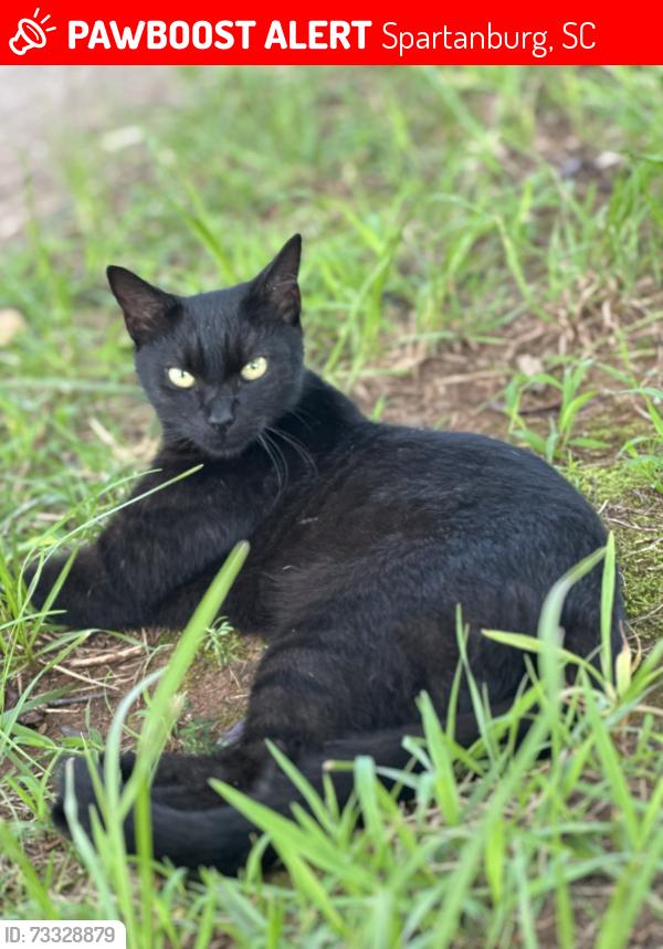 Lost Male Cat last seen Pierpont Ave Ext/Centennial St, Spartanburg, SC 29303