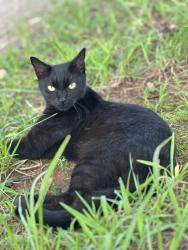 Lost Male Cat last seen Pierpont Ave Ext/Centennial St, Spartanburg, SC 29303