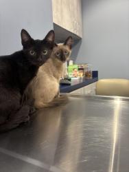 Lost Male Cat last seen Near Nopalitos way Aliso Viejo ca, Aliso Viejo, CA 92656