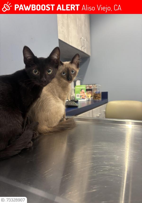 Lost Male Cat last seen Near Nopalitos way Aliso Viejo ca, Aliso Viejo, CA 92656