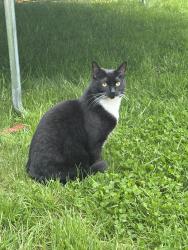 Reunited Female Cat last seen Settlers Park at Port Coquitlam, Port Coquitlam, BC V3C 5Z2