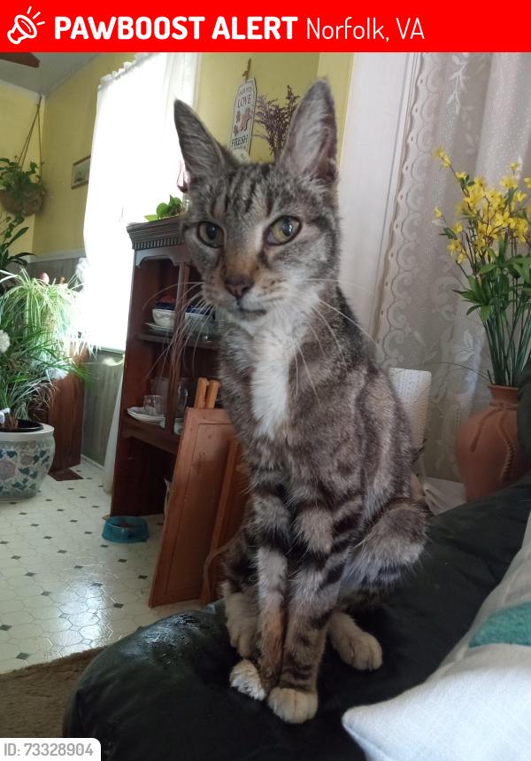 Lost Female Cat last seen Chesapeake blvd and Robin hood road, Norfolk, VA 23513