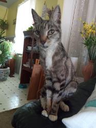 Lost Female Cat last seen Chesapeake blvd and Robin hood road, Norfolk, VA 23513
