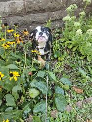 Reunited Female Dog last seen Frank and hawthorne nearr lake phalen, Saint Paul, MN 55106