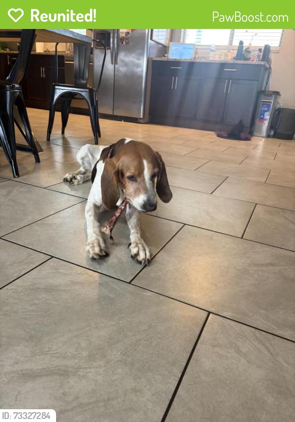 Reunited Female Dog last seen 29th and Harrison, Tucson, AZ 85710
