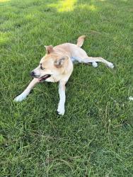 Found/Stray Male Dog last seen JCC, San Diego, CA 92037