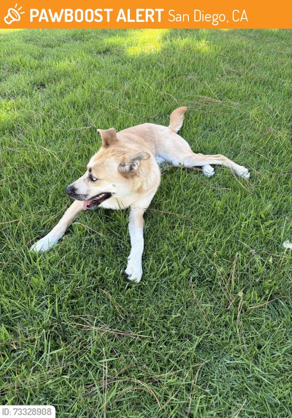 Found/Stray Male Dog last seen JCC, San Diego, CA 92037