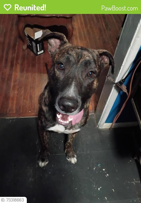 Reunited Male Dog last seen Beverly, Modesto, CA 95351