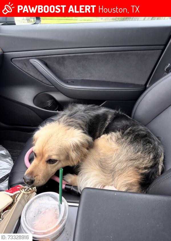 Lost Female Dog last seen i45 and river, Houston, TX 77017