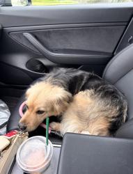 Lost Female Dog last seen i45 and river, Houston, TX 77017
