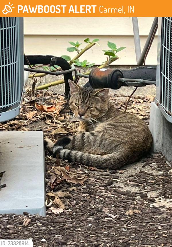 Found/Stray Unknown Cat last seen Timber Creek cndmniums, Carmel, IN 46032