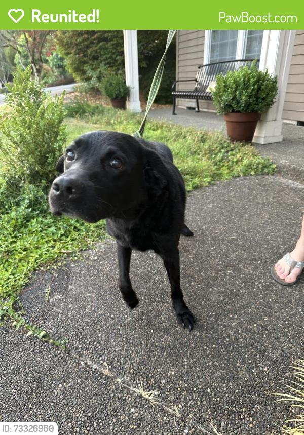 Reunited Male Dog last seen By the new housing development near Art Rutkin elementary school., Tigard, OR 97224