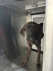 Shelter Stray Male Dog last seen Near E JESSAMINE ST, Central District, TX, 355 Hillshire Dr, Haslet, TX 76052, USA