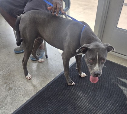 Shelter Stray Female Dog last seen Coyote Trl/Senderra Ranch, North District, TX, 355 Hillshire Dr, Haslet, TX 76052, USA