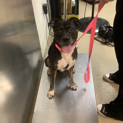 Shelter Stray Male Dog last seen Near Runnels St., North District, TX, 355 Hillshire Dr, Haslet, TX 76052, USA