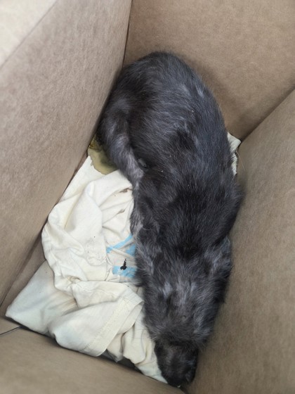 Shelter Stray Female Dog last seen E Harvey Ave, Central District,, 355 Hillshire Dr, Haslet, TX 76052, USA