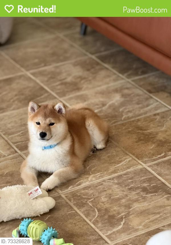 Reunited Female Dog last seen Mabry drive, Sacramento, CA 95835