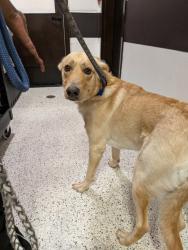 Shelter Stray Male Dog last seen County Line Road SW and Kimball Road, Atlanta, GA, 1251 Fulton Industrial Blvd NW, Atlanta, GA 30336, USA