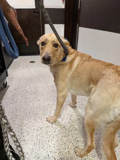Shelter Stray Male Dog last seen County Line Road SW and Kimball Road, Atlanta, GA, 1251 Fulton Industrial Blvd NW, Atlanta, GA 30336, USA