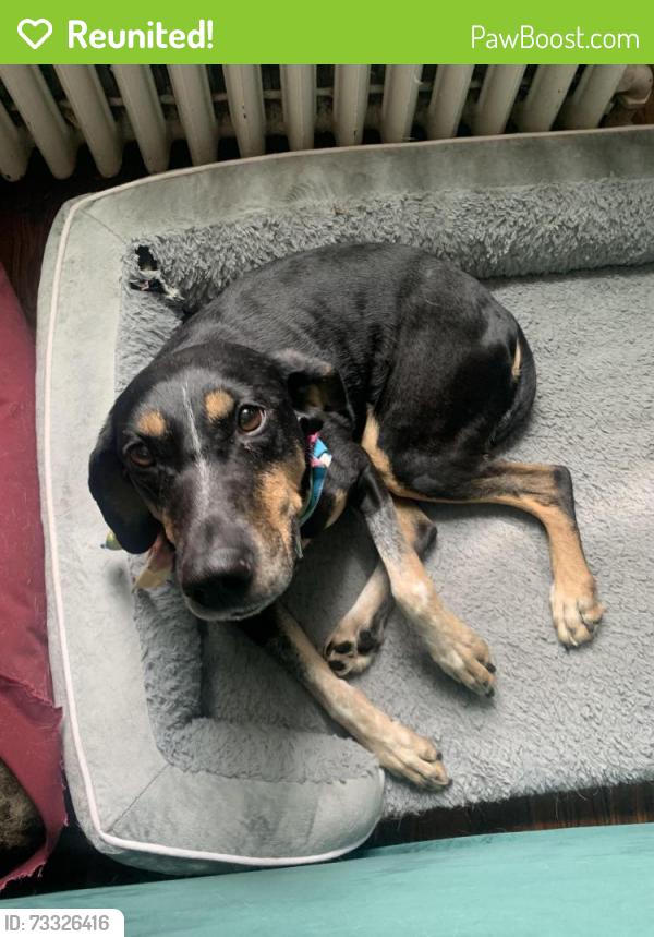 Reunited Female Dog last seen Wissahickon Trails off Scotsforth/Kitchen's Lane, Philadelphia, PA 19119