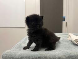 Shelter Stray Male Cat last seen Near Highway and Blueridge Cutoff, Outside Jurisdiction, MO, 7077 Elmwood Ave, Kansas City, MO 64132, USA
