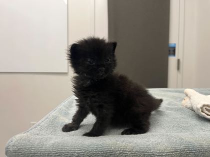 Shelter Stray Male Cat last seen Near Highway and Blueridge Cutoff, Outside Jurisdiction, MO, 7077 Elmwood Ave, Kansas City, MO 64132, USA