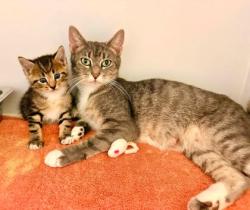 Shelter Stray Female Cat last seen Chantilly, VA, 20151, Fairfax County, VA, 4500 West Ox Rd, Fairfax, VA 22030, USA