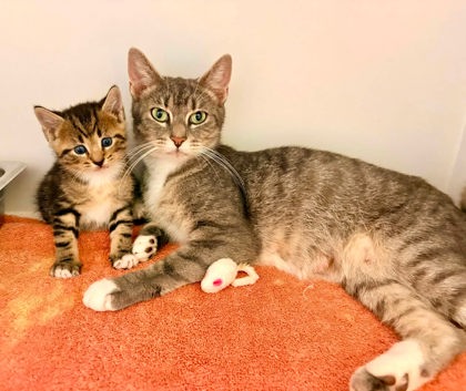 Shelter Stray Female Cat last seen Chantilly, VA, 20151, Fairfax County, VA, 4500 West Ox Rd, Fairfax, VA 22030, USA
