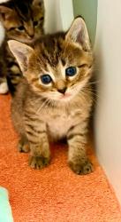 Shelter Stray Female Cat last seen Chantilly, VA, 20151, Fairfax County, VA, 4500 West Ox Rd, Fairfax, VA 22030, USA