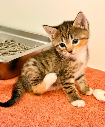 Shelter Stray Female Cat last seen Chantilly, VA, 20151, Fairfax County, VA, 4500 West Ox Rd, Fairfax, VA 22030, USA