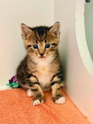 Shelter Stray Male Cat last seen Chantilly, VA, 20151, Fairfax County, VA, 4500 West Ox Rd, Fairfax, VA 22030, USA