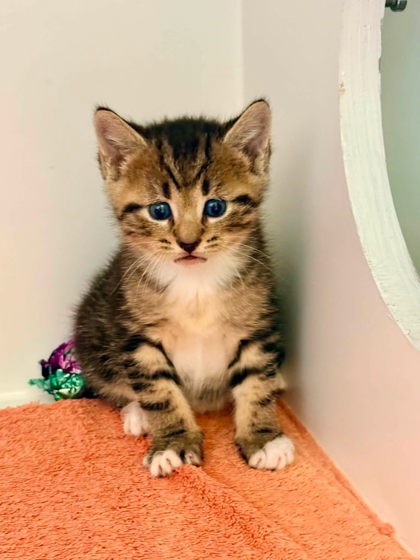 Shelter Stray Male Cat last seen Chantilly, VA, 20151, Fairfax County, VA, 4500 West Ox Rd, Fairfax, VA 22030, USA