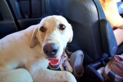 Shelter Stray Male Dog last seen I40, Knox County GP, TN, 3201 Division St, Knoxville, TN 37919, USA