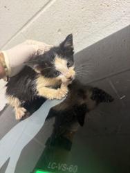 Shelter Stray Male Cat last seen Near Eastwood dr, City of Knoxville GP, TN, 3201 Division St, Knoxville, TN 37919, USA
