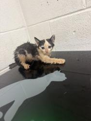 Shelter Stray Male Cat last seen Near Eastwood dr, City of Knoxville GP, TN, 3201 Division St, Knoxville, TN 37919, USA
