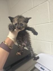 Shelter Stray Female Cat last seen Near Eastwood dr, City of Knoxville GP, TN, 3201 Division St, Knoxville, TN 37919, USA
