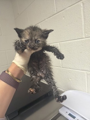 Shelter Stray Female Cat last seen Near Eastwood dr, City of Knoxville GP, TN, 3201 Division St, Knoxville, TN 37919, USA