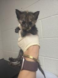 Shelter Stray Female Cat last seen Near Eastwood dr, City of Knoxville GP, TN, 3201 Division St, Knoxville, TN 37919, USA