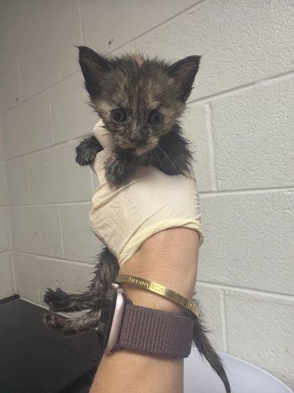 Shelter Stray Female Cat last seen Near Eastwood dr, City of Knoxville GP, TN, 3201 Division St, Knoxville, TN 37919, USA