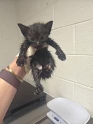 Shelter Stray Male Cat last seen Near Eastwood dr, City of Knoxville GP, TN, 3201 Division St, Knoxville, TN 37919, USA