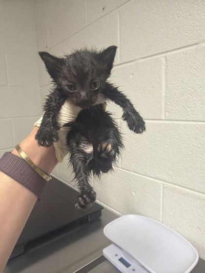 Shelter Stray Male Cat last seen Near Eastwood dr, City of Knoxville GP, TN, 3201 Division St, Knoxville, TN 37919, USA