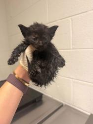 Shelter Stray Male Cat last seen Near Eastwood dr, City of Knoxville GP, TN, 3201 Division St, Knoxville, TN 37919, USA