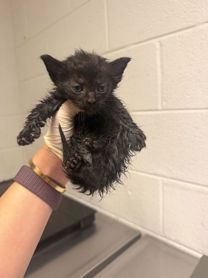 Shelter Stray Male Cat last seen Near Eastwood dr, City of Knoxville GP, TN, 3201 Division St, Knoxville, TN 37919, USA