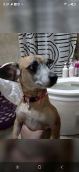 Lost Female Dog last seen Near San Pedro se, Albuquerque, NM 87108