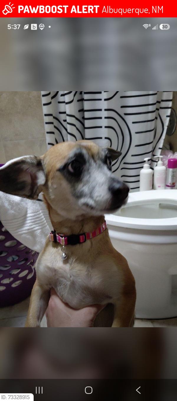 Lost Female Dog last seen Near San Pedro se, Albuquerque, NM 87108