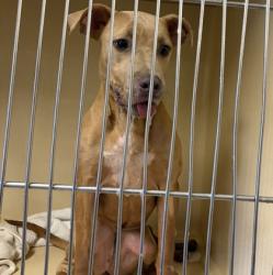 Shelter Stray Female Dog last seen W 25 & Detroit, 2nd District, OH, 9203 Detroit Ave, Cleveland, OH 44102, USA