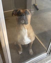 Shelter Stray Female Dog last seen W 25 & Detroit, 2nd District, OH, 9203 Detroit Ave, Cleveland, OH 44102, USA