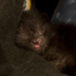 Shelter Stray Male Cat last seen Cranston Drive, Lucas County, OH, 827 Illinois Ave, Maumee, OH 43537, USA