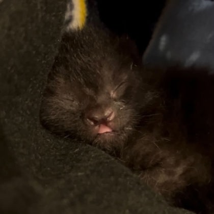 Shelter Stray Male Cat last seen Cranston Drive, Lucas County, OH, 827 Illinois Ave, Maumee, OH 43537, USA