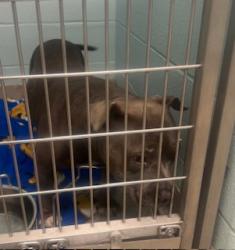 Shelter Stray Female Dog last seen 126th & Hoosier Rd, Fishers City, IN, 10501 Hague Rd, Fishers, IN 46038, USA